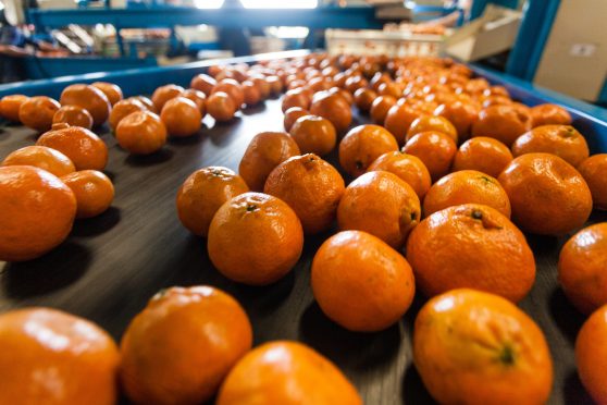citrus production