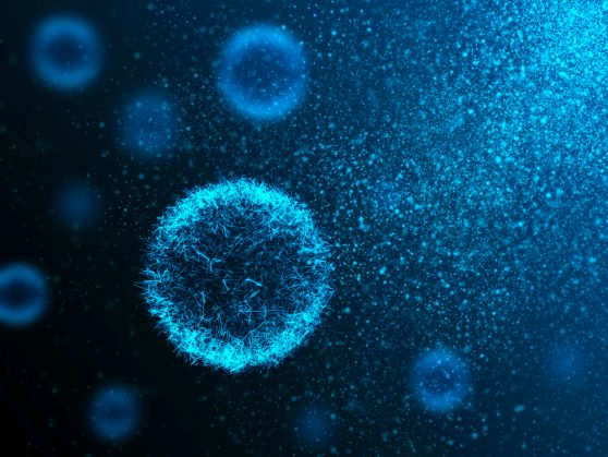 bacteria