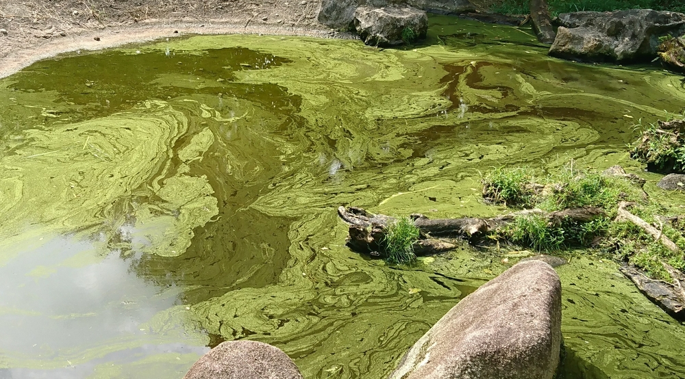 eutrophication dead fish